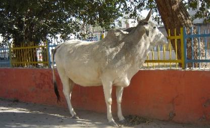 A Stray Cow at Friends Colony, Hisar on Dec 24, 07